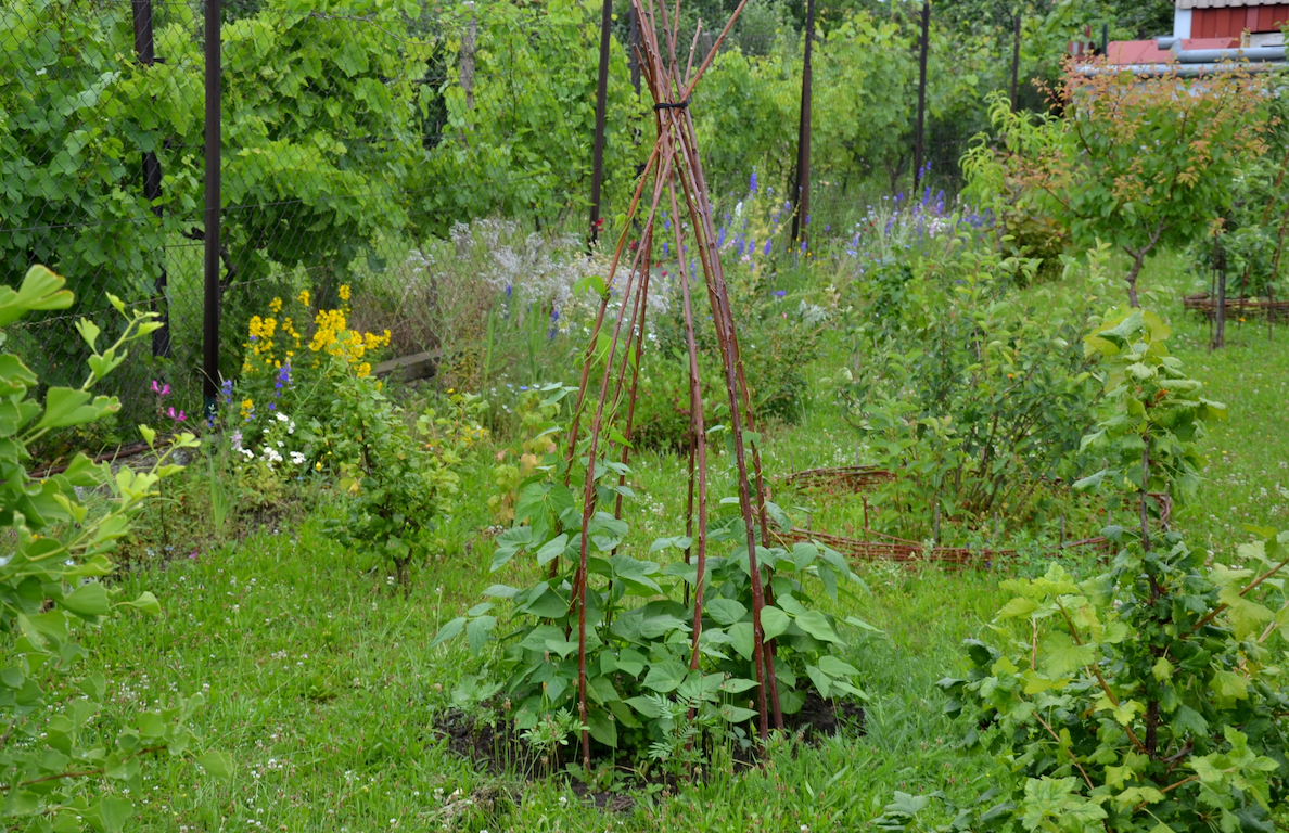 *NEW!* Vine Teepee Variety Pack