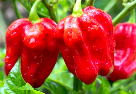 *NEW!* All-in-One WORLD'S HOTTEST PEPPERS! 🌶️🔥🥵 Seed Variety Pack