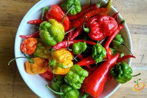 *NEW!* SUPER HOT PEPPERS! 🌶️🔥🥵 Garden Variety Pack