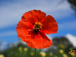 Wildflowers - Righteous Red Scatter Garden Seed Mix - SeedsNow.com