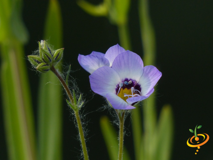 Wildflowers - Fragrant Flower Scatter Garden Seed Mix - SeedsNow.com