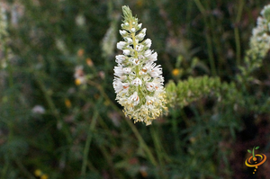 Wildflowers - Fragrant Flower Scatter Garden Seed Mix - SeedsNow.com