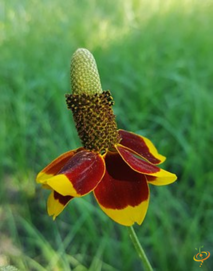 Wildflowers - Coneflower Scatter Garden Seed Mix - SeedsNow.com