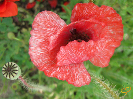 Partial shade wildflower mix seed packet featuring Shirley Poppy blooms from SeedsNow for garden planting.