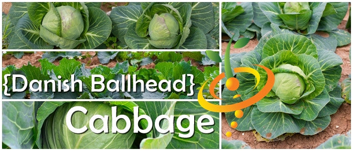 Cabbage - Danish Ballhead.