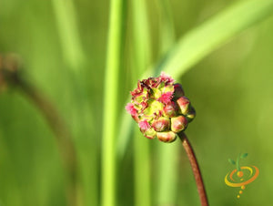 Salad Burnet.