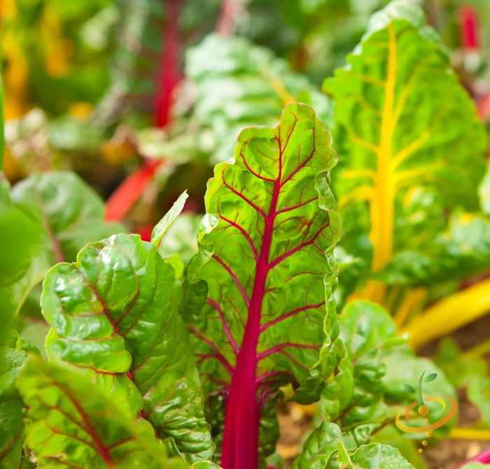 Swiss Chard - Ruby Red.