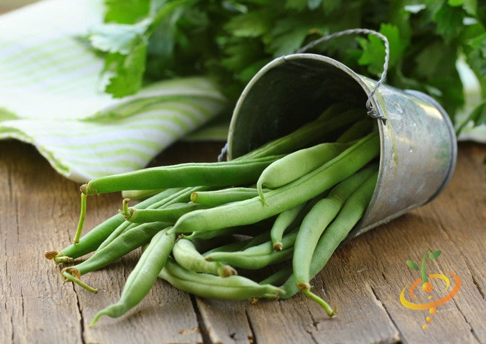 Bean (Bush) - Top Crop.