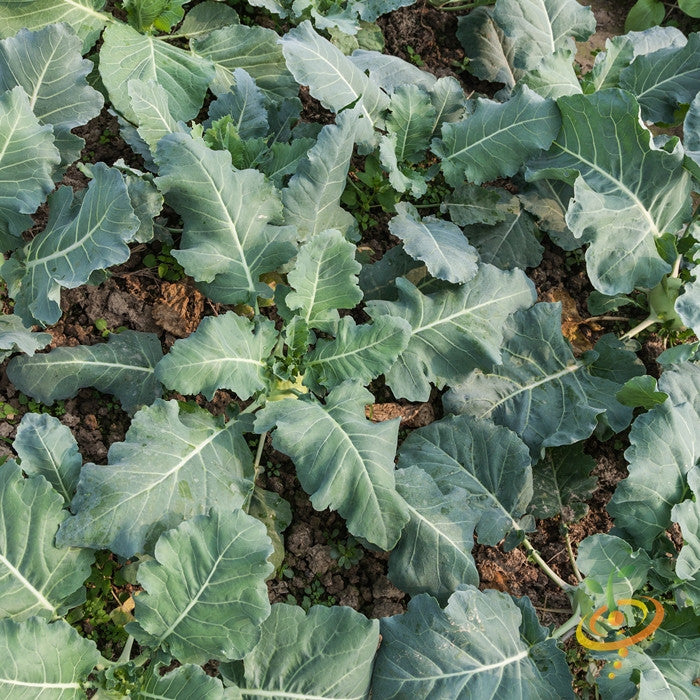 Kohlrabi - Delicatesse, Blue.