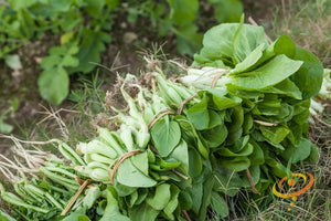 Cabbage - Bok Choy (Pac Choi).