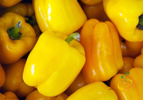 Bright yellow Sunbright sweet peppers close-up with smooth shiny skin and green stems