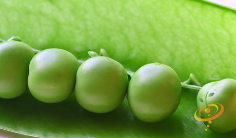 Close-up of fresh green Wando pea seeds in a pod