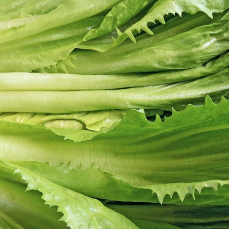 Endive - Broadleaf, Full Heart Batavian.