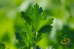 Celery - Tendercrisp.