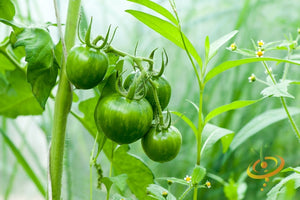 Tomato - Green Striped Zebra [SEMI-DETERMINATE].