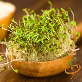 Fresh organic alfalfa sprouts microgreens growing in a wooden bowl with vibrant green leaves and white stems