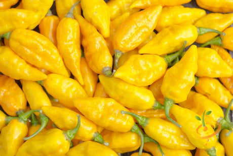 Yellow Devil's Tongue hot pepper seeds from SeedsNow, vibrant yellow peppers with fiery heat, ready for planting.