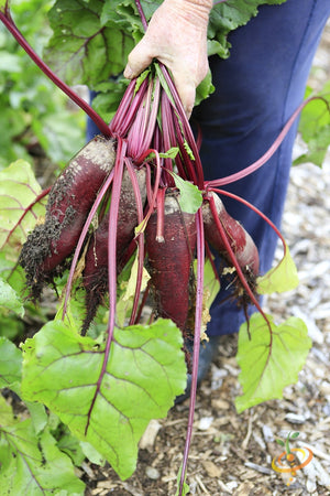 Beet - Cylindra.