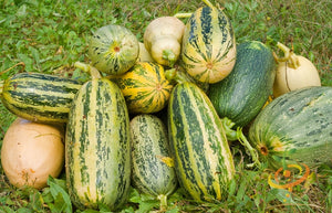 Squash (Summer) - Marrow, Green.