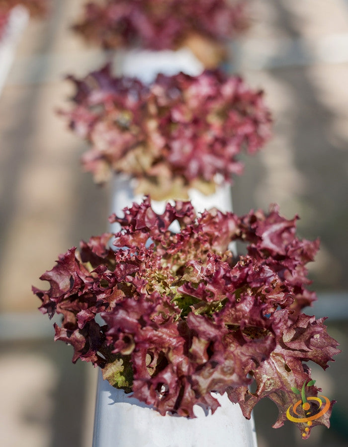 Lettuce - Salad Bowl, Red.