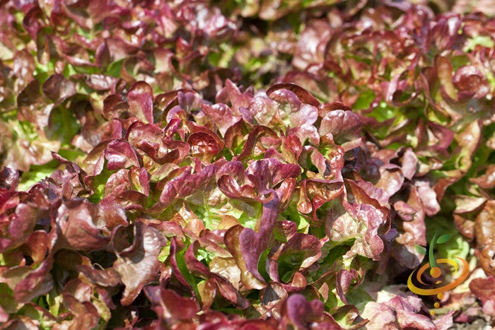 Lettuce - Salad Bowl, Red.