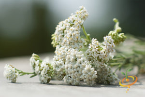 Yarrow.