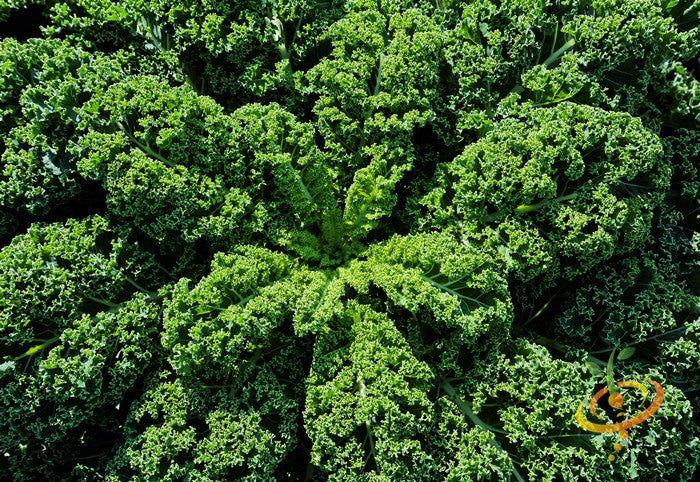 Kale - Classic, Blue Curled Scotch.