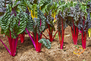 Swiss Chard - Magenta Sunset.