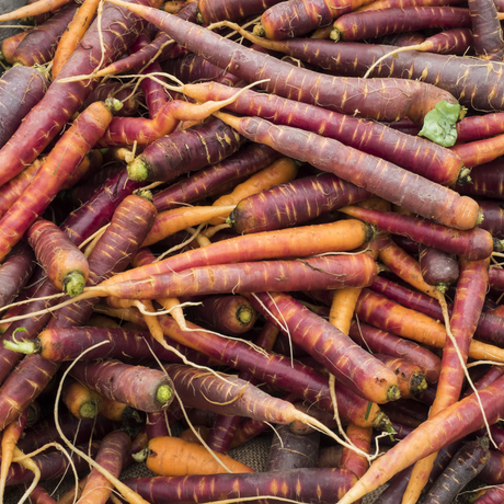 Carrot - Purple Haze, 8" Long (F1-HYBRID) - SeedsNow.com