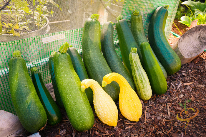 Squash (Summer) - Black Beauty Zucchini.