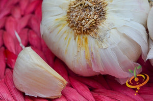 Garlic - (Soft Neck) Nootka Rose.