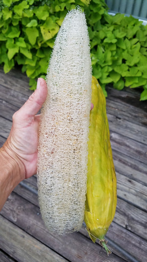 Gourd - Luffa - SeedsNow.com