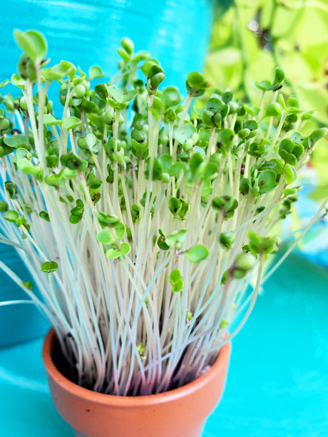 Fresh green curly kale microgreens sprouting from SeedsNow, showcasing vibrant, healthy microgreens on a neutral background.