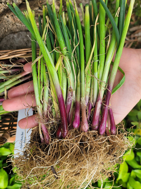 Red onion transplants, Long Day OG Ruby variety from SeedsNow-Bulb-Onion, ready for planting in vegetable gardens.