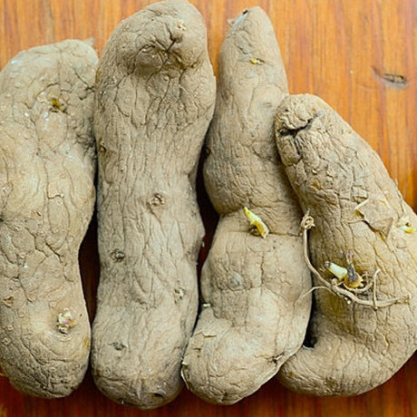 Organic Austrian Crescent fingerling potato seed from SeedsNow-Potatoes, showcasing elongated, reddish-brown heirloom potatoes.