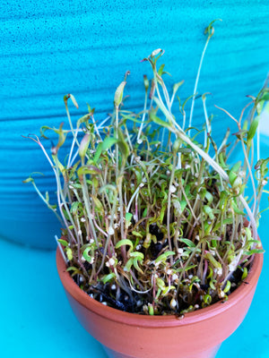 Sprouts/Microgreens - Quinoa - SeedsNow.com