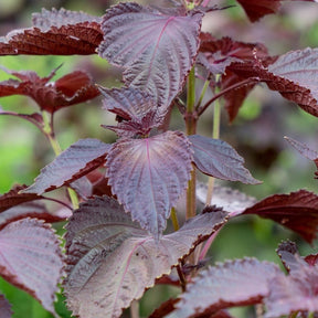 Close-up of deep purple serrated Shiso Red Perilla Leaf Japanese Basil plant leaves in natural light