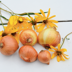 Organic Dutch yellow shallot sets from SeedsNow-Shallot, displayed in a close-up image showing fresh, healthy shallots ready for planting.