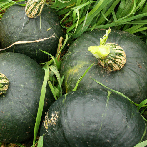 Squash (Winter) - Burgess Buttercup - SeedsNow.com