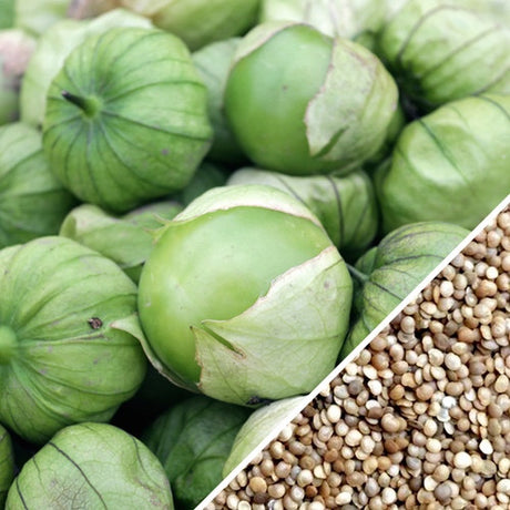 Tomatillo Verde Seeds from SeedsNow, small green seeds for growing fresh, tangy tomatillo vegetables in your garden.