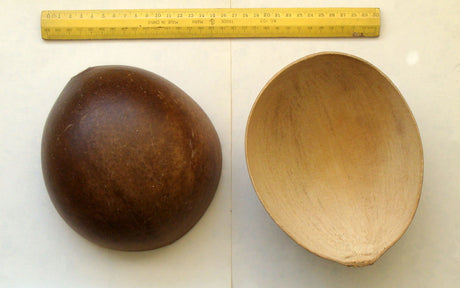 Gourd Nest Egg seeds from SeedsNow, showing a close-up of the mature gourd with a smooth, rounded surface and distinctive shape.