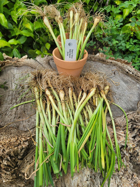 Yellow Sweet Spanish onion transplants from SeedsNow-Bulb-Onion, showing healthy long-day onion sets for planting.