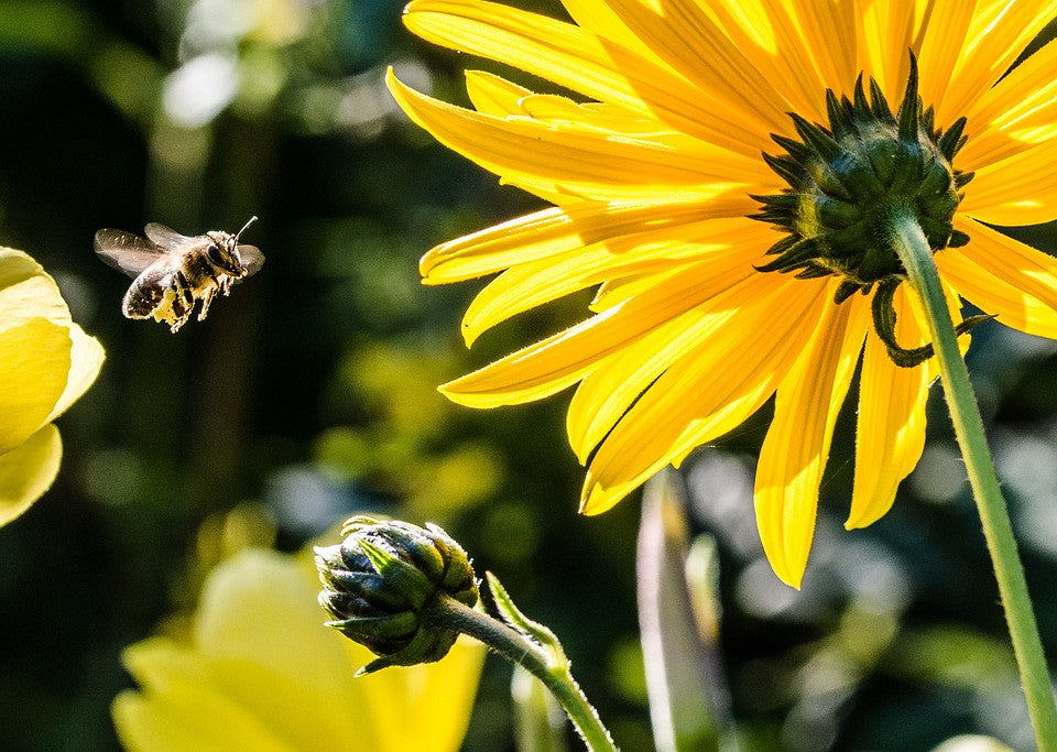 All-in-One SAVE THE BEES! Garden Variety Pack - SeedsNow.com