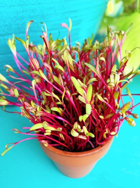 Dark red beet microgreens sprouting from SeedsNow Beet seed package, fresh and vibrant for salads and garnishes.