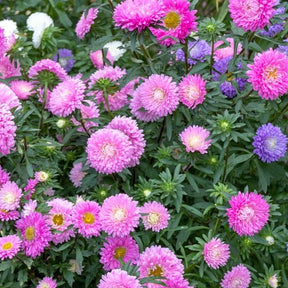 Close-up of China Aster Powderpuff flower seeds, showcasing vibrant purple and pink blooms on a lush green stem.