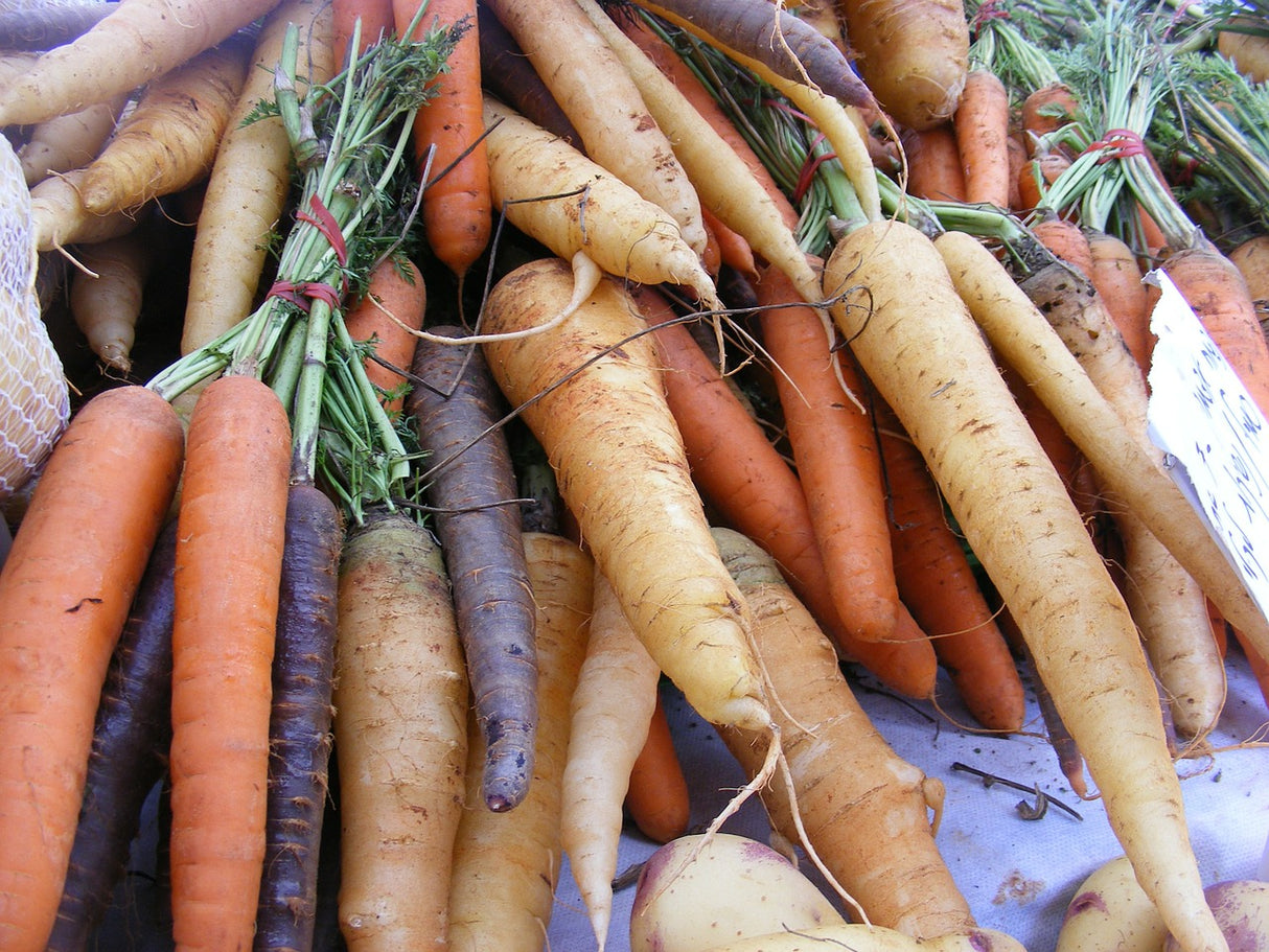 Carrot - Heritage Rainbow Blend - SeedsNow.com