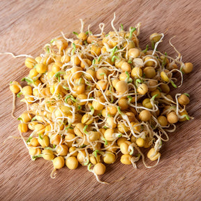 Fresh chickpea sprouts from SeedsNow, showcasing vibrant green bean microgreens with tender leaves and delicate stems.