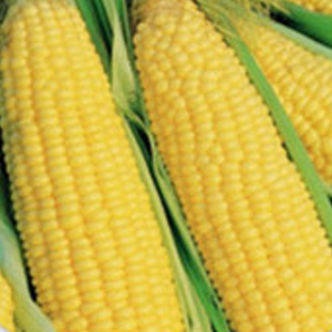 Organic Corn Trucker's Favorite seeds from SeedsNow.com, showing fresh, vibrant corn kernels in a natural setting.