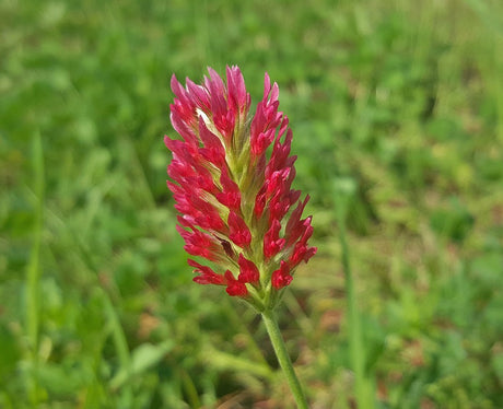 Red Crimson clover cover crop seeds from SeedsNow-CoverCrops, showing vibrant crimson flower clusters and green foliage.
