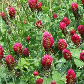 Red Crimson cover crop seeds from SeedsNow-CoverCrops, showing vibrant crimson clover seeds for planting and soil improvement.